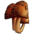 方舟稀有蘑菇