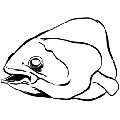 方舟腔棘鱼